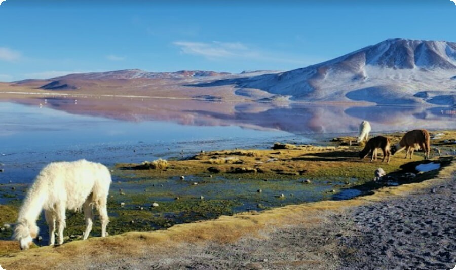 Bolivya'ya seyahat